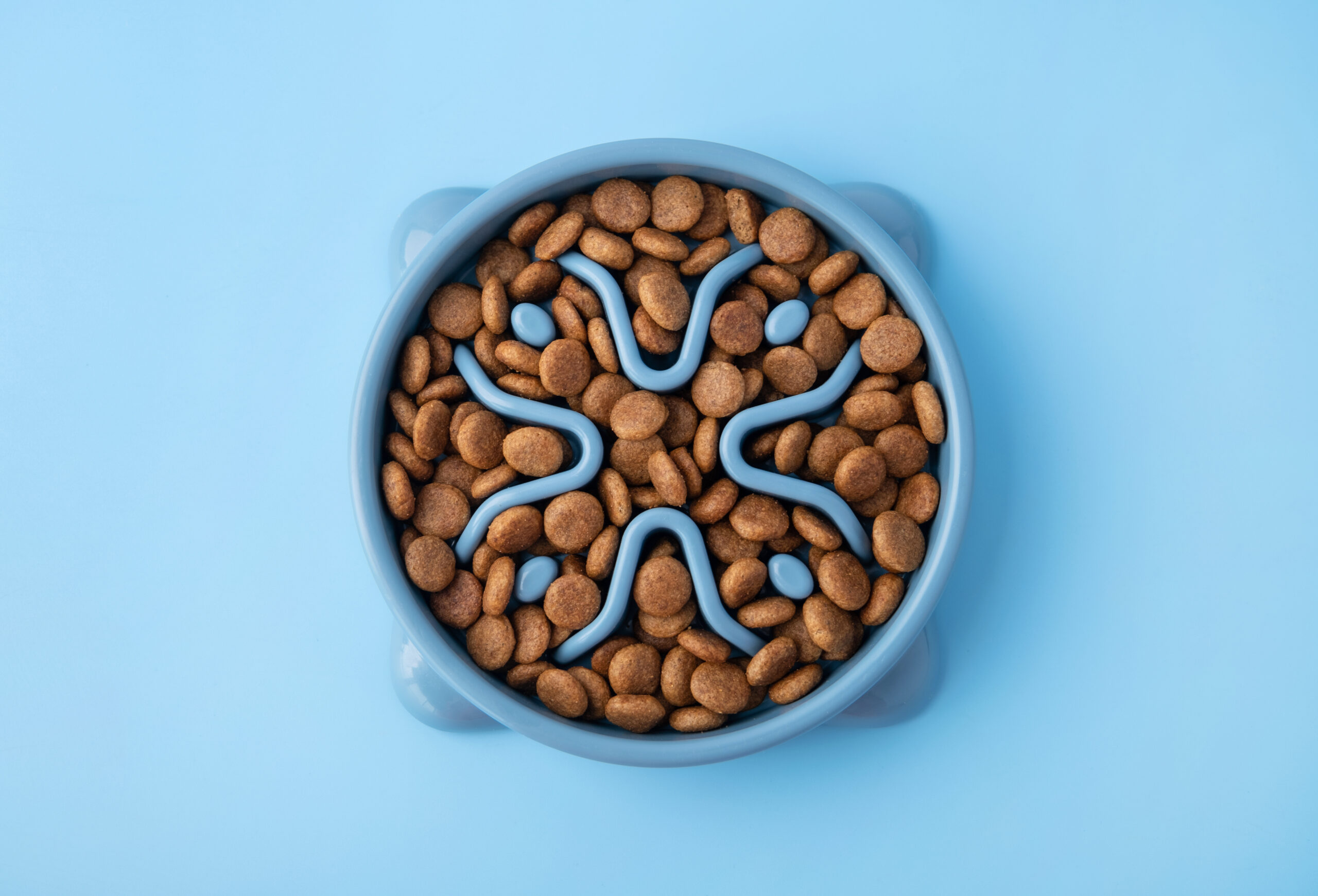 A slow feeder dog bowl shown as a winning dropshipping product example. TikTok Shop sales data shows rising demand for this pet product